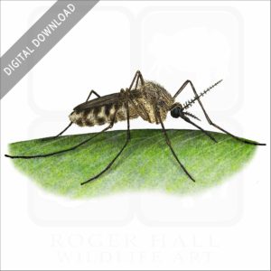 Common House Mosquito