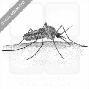 Common House Mosquito