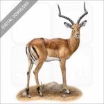 Common Impala stock image