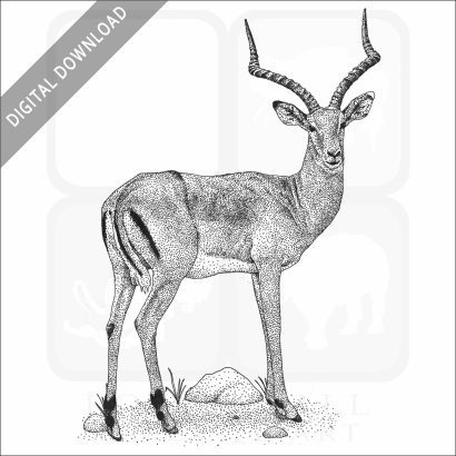 Common Impala