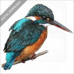 Common Kingfisher stock image