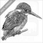 Common Kingfisher