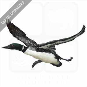 Common Loon stock image