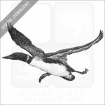 Common Loon