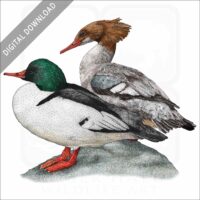 Common Mergansers stock image
