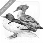 Common Mergansers