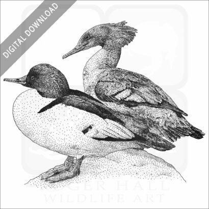 Common Mergansers