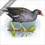 Common Moorhen stock image