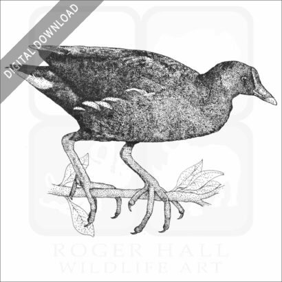 Common Moorhen