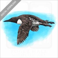 Common Murre stock image