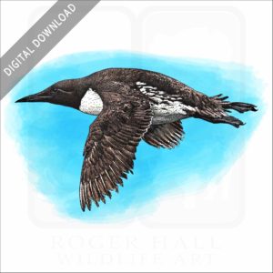 Common Murre stock image