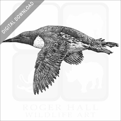 Common Murre