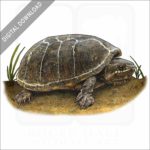 Common Musk Turtle stock image