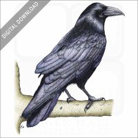 Common Raven stock image