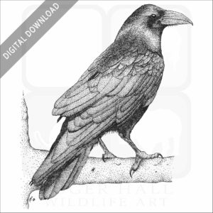 Common Raven