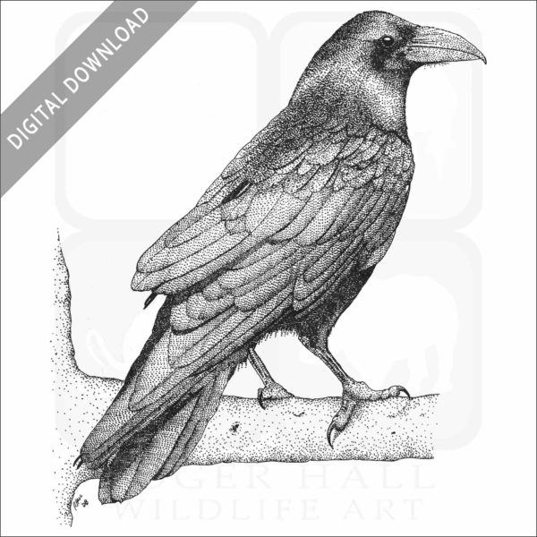 Common Raven
