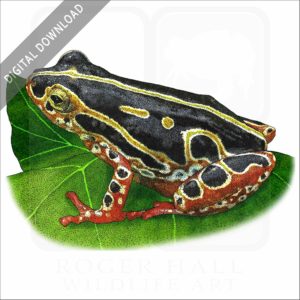 Common Reed Frog stock image