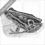 Common Reed Frog