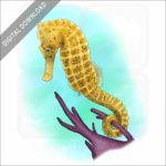 Common Seahorse stock image