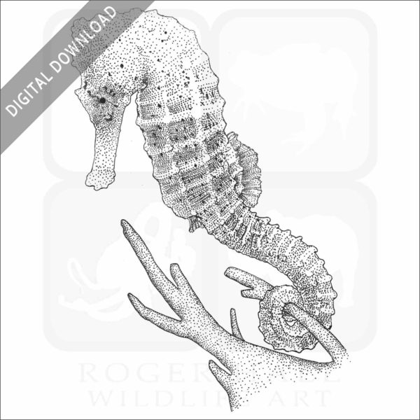 Common Seahorse