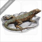 Common Side-Blotched Lizard stock image