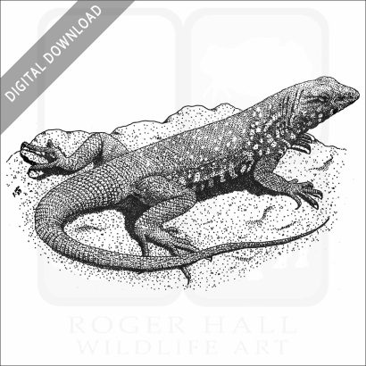 Common Side-Blotched Lizard