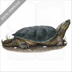 Common Snapping Turtle stock image