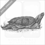 Common Snapping Turtle