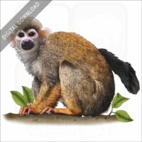 Common Squirrel Monkey stock image
