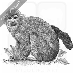 Common Squirrel Monkey