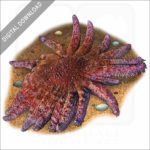 Common Sunstar stock image