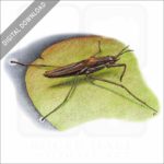 Common Wider Strider stock image