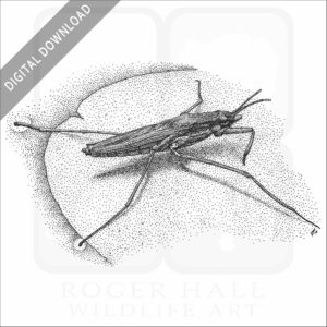 Common Wider Strider