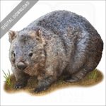Common Wombat stock image