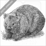 Common Wombat