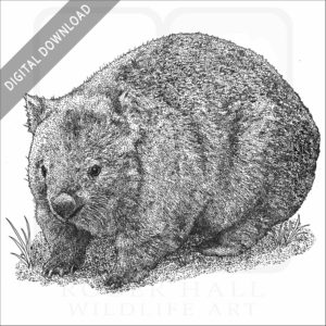 Common Wombat
