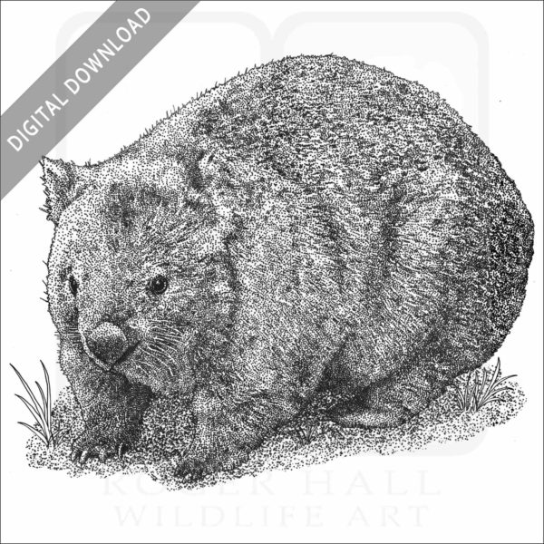 Common Wombat