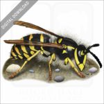 Common Yellowjacket Wasp stock image