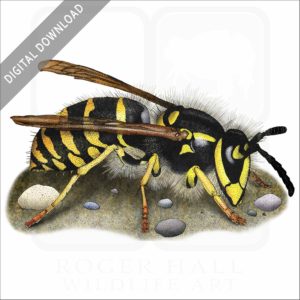 Common Yellowjacket Wasp stock image