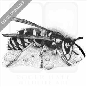 Common Yellowjacket Wasp