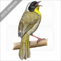 Common Yellowthroat stock image