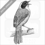 Common Yellowthroat