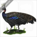 Congo Peafowl stock image