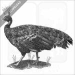 Congo Peafowl