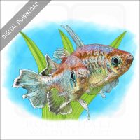 Congo Tetras stock image