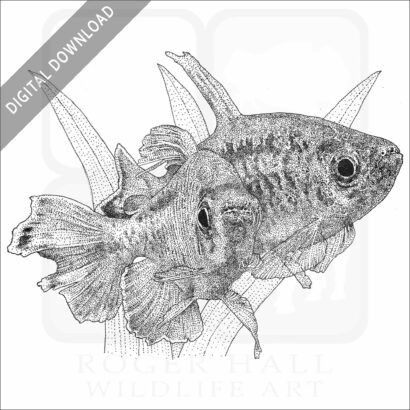 Congo Tetras