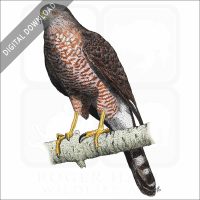 Cooper's Hawk stock image