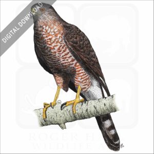 Cooper's Hawk stock image