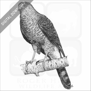 Cooper's Hawk