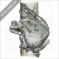 Cope's Gray Tree Frog stock image